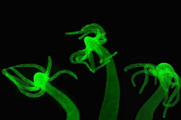 Kraken рабочий